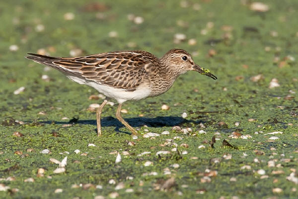 Pectoral Sandpiper