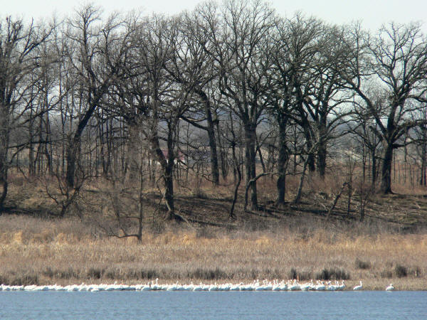 American White Pelicans at Nelson Lake