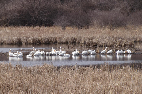 American White Pelicans