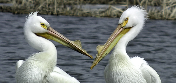 American White Pelicans