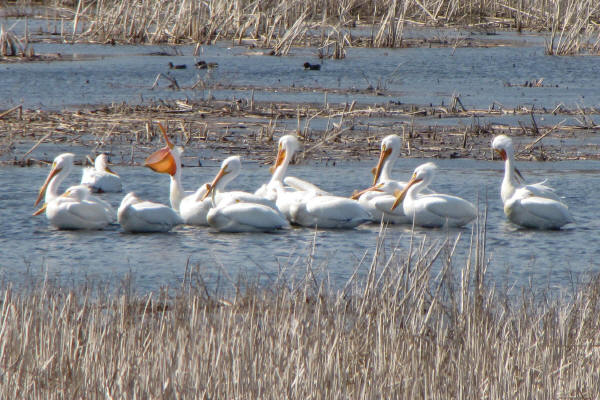 Pelicans at Carson Slough