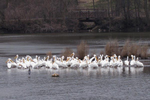 American White Pelicans on the Fox River in Batavia