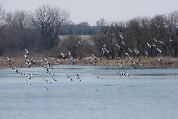 American White Pelicans at Nelson Lake