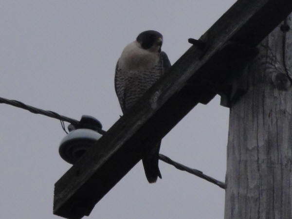 Peregrine Falcon