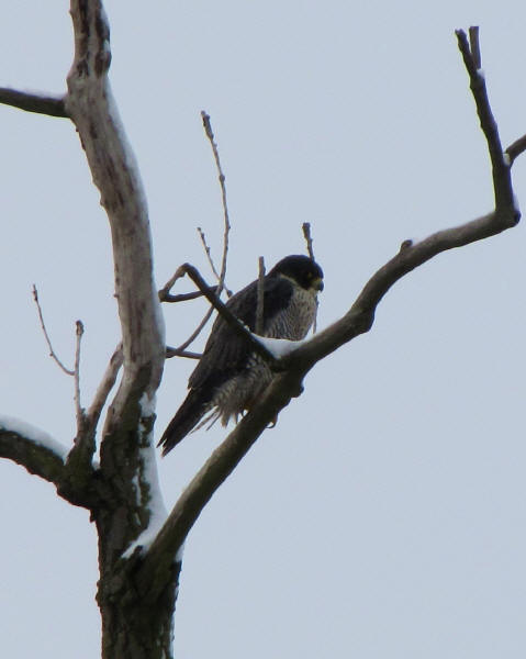 Peregrine Falcon