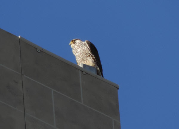 Peregrine Falcon