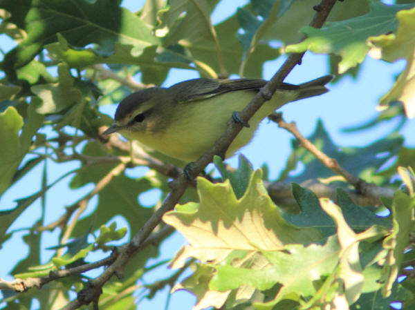 Philadelphia Vireo