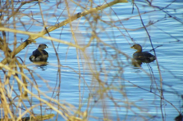 Pied-billed Grebes