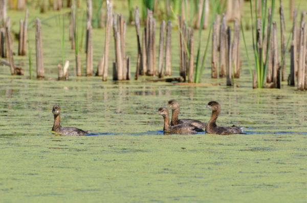 Pied-billed Grebes