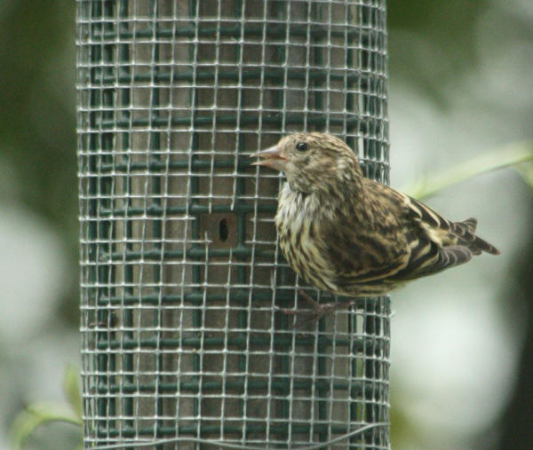 Pine Siskin