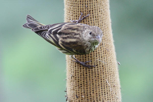 Pine Siskin