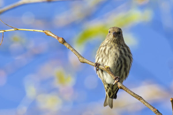 Pine Siskin