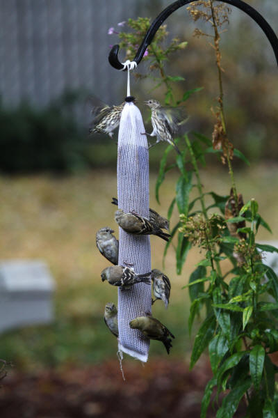 Pine Siskins