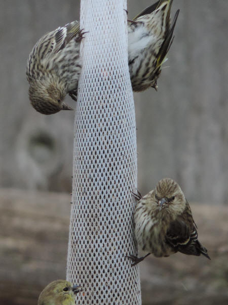 Pine Siskins