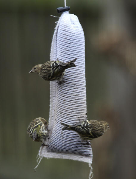 Pine Siskins