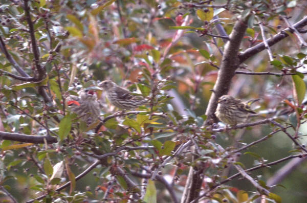 Pine Siskins feeding Brown-headed Cowbird