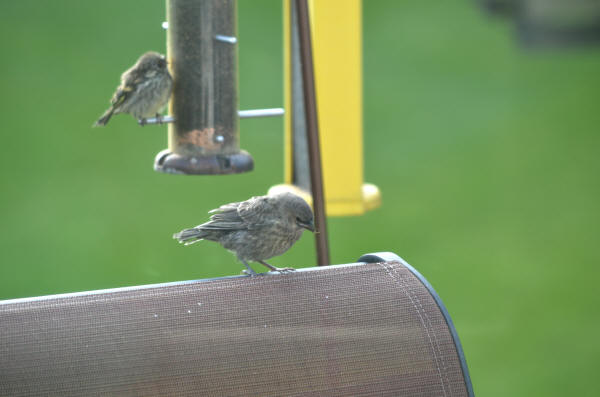 Pine Siskin with Brown-headed Cowbird