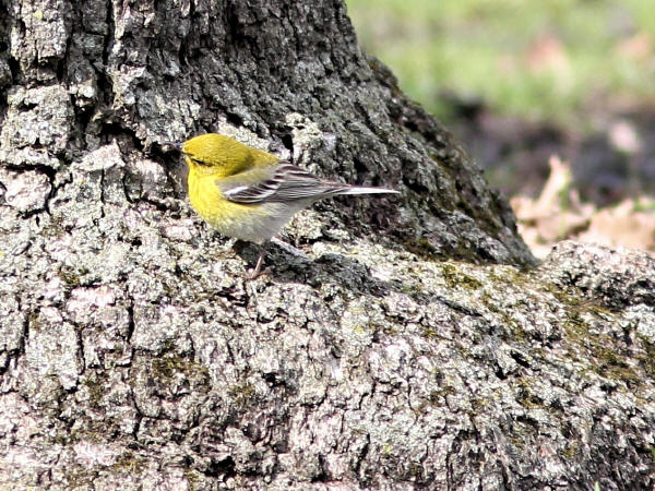 Pine Warbler