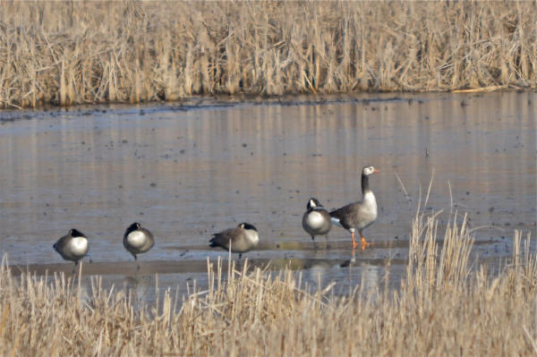 Barnacle Goose hybrid?