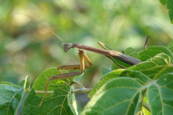 Praying Mantis