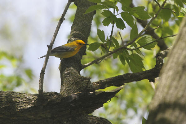 Prothonotary Warbler