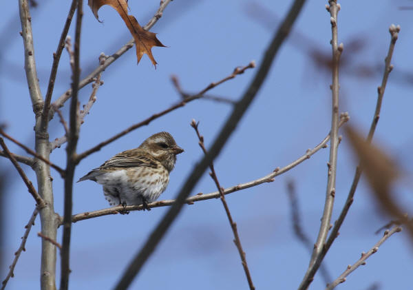 Purple Finch