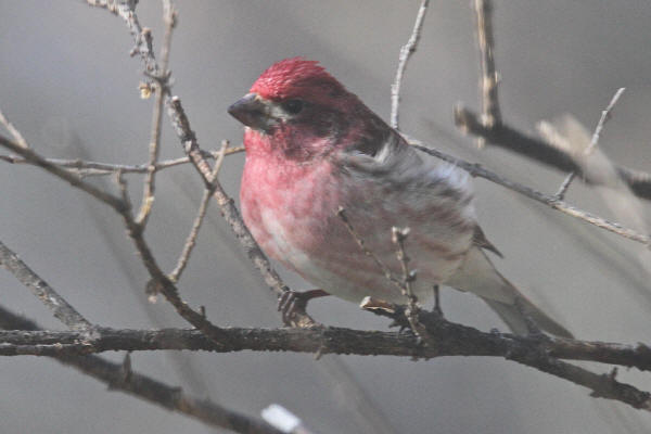 Purple Finch