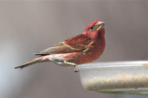 Purple Finch