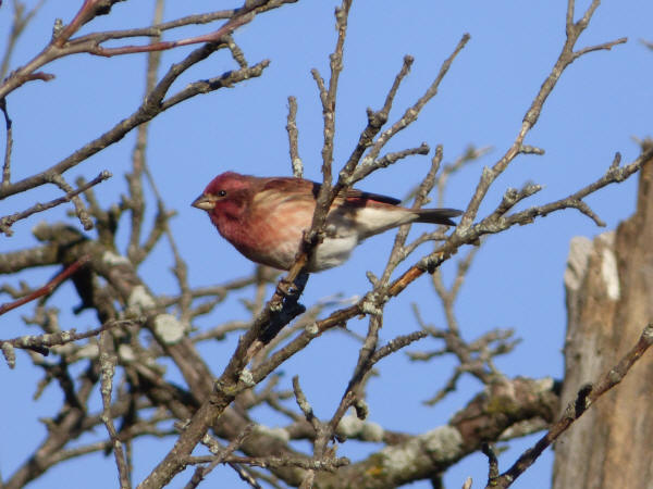 Purple Finch