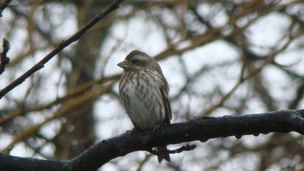 Female Purple Finch