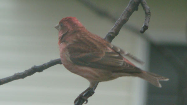 Male Purple Finch