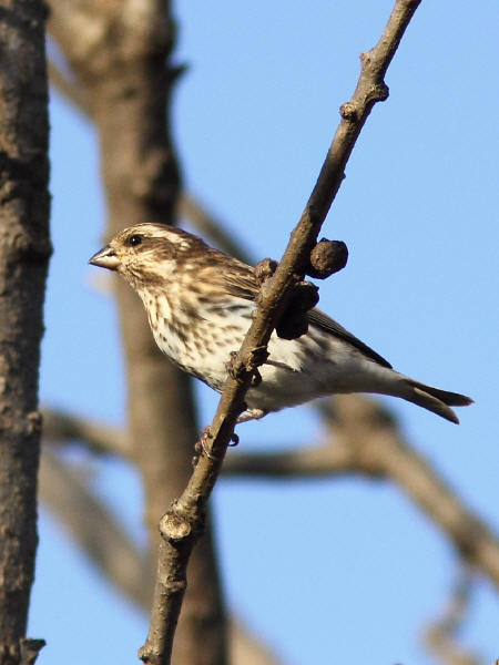 Female Purple Finch