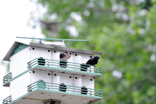 Purple Martins