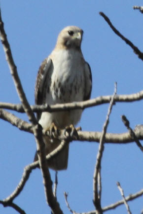 Leucistic Red-tailed Hawk front view