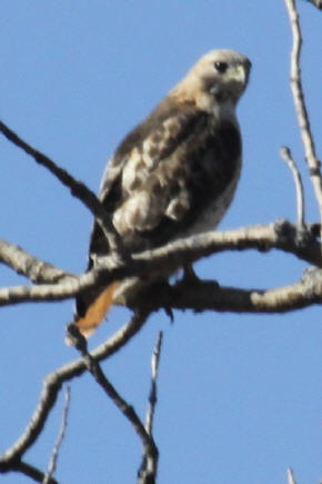 Leucistic Red-tailed Hawk rear view