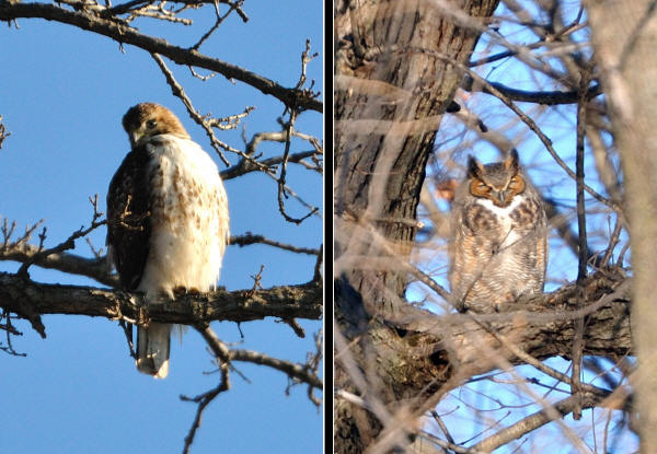 Red-tailed Hawk/Great Horned Owl composite