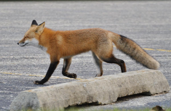 Red Fox