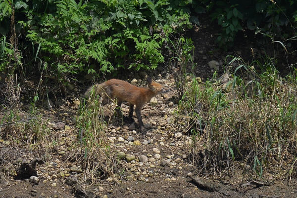 Red Fox