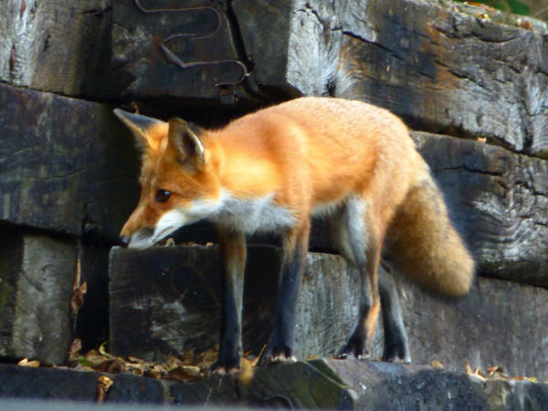 Red Fox