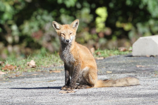 Red Fox