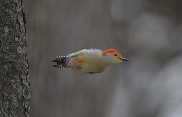 Red-bellied Woodpecker