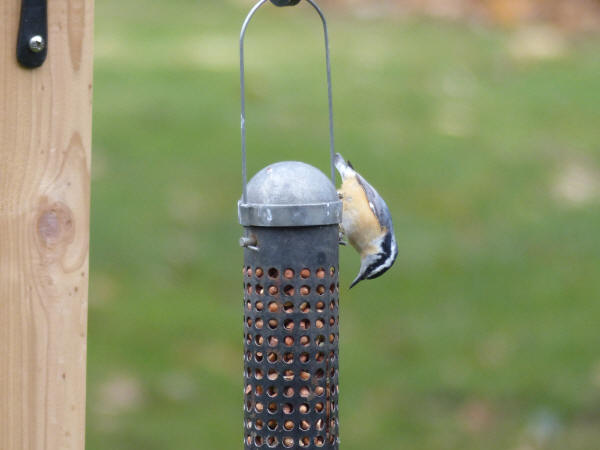 Red-breasted Nuthatch