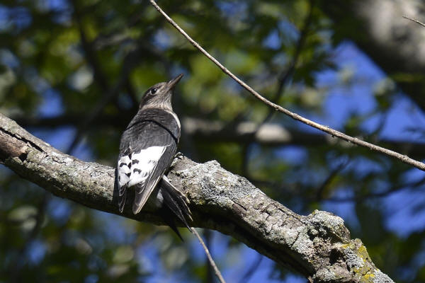 Juvenile Red-headed Woodpecker