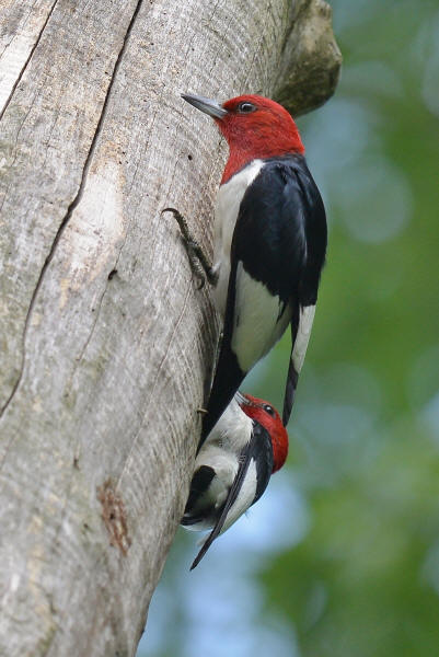 Red-headed Woodpeckers