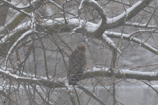 Red-shouldered Hawk