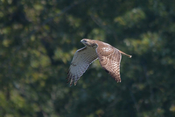 Red-tailed Hawk