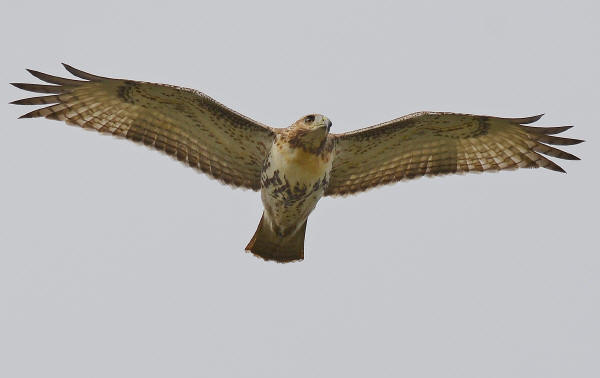 Red-tailed Hawk