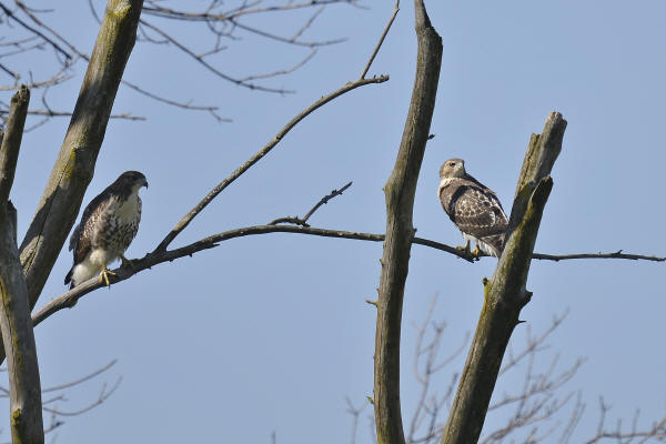 Red-tailed Hawks