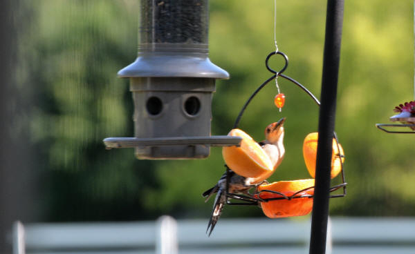 Red-bellied Woodpecker