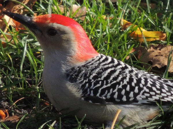 Red-bellied Woodpecker